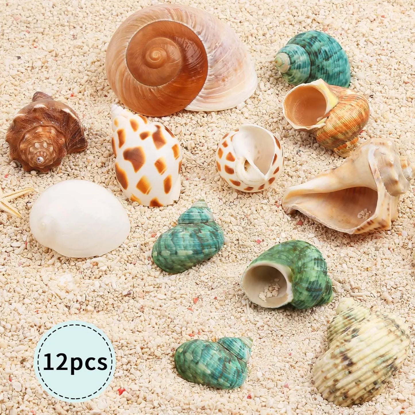 12PCS 1.4"-3.2" Natural Hermit Crab Shells Small Medium and Large Growth Turbo Seashells Decor