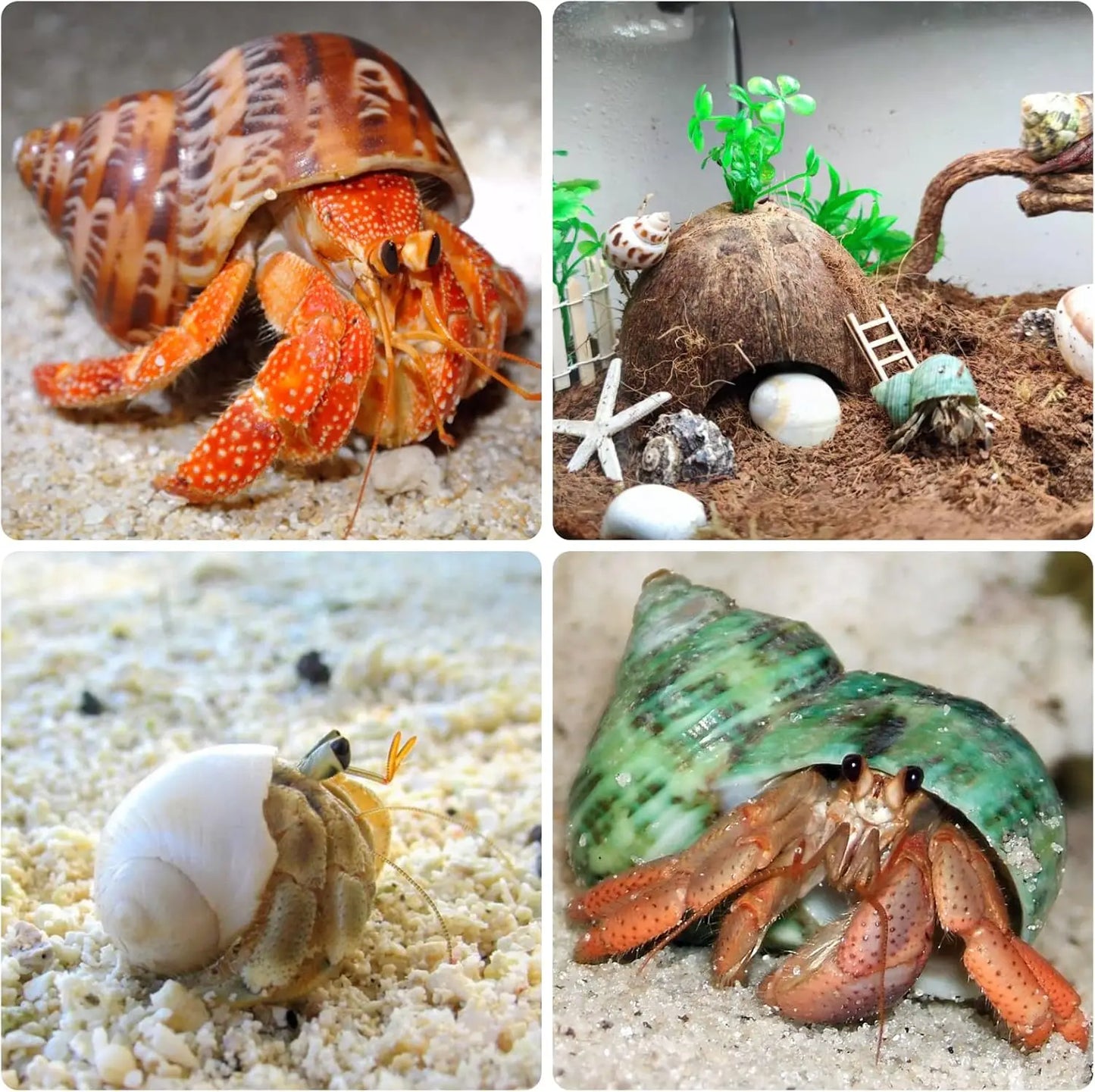 12PCS 1.4"-3.2" Natural Hermit Crab Shells Small Medium and Large Growth Turbo Seashells Decor