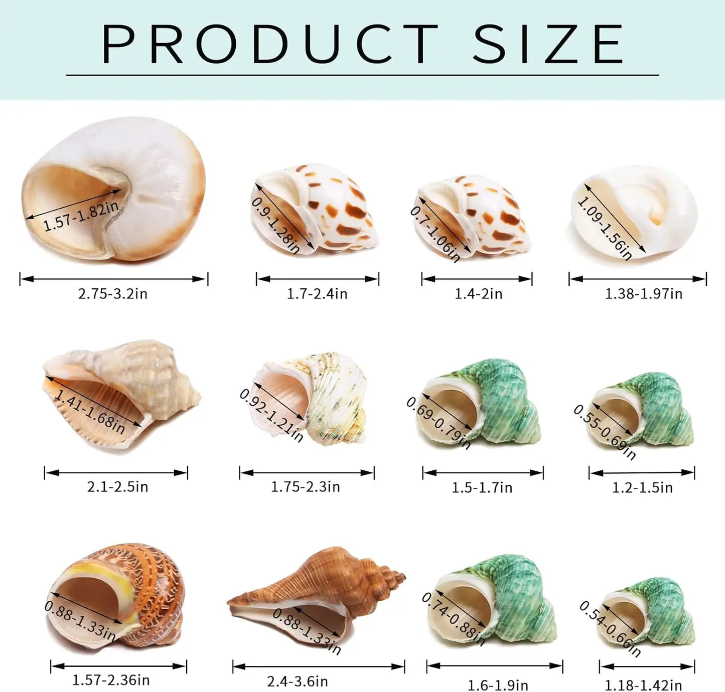 12PCS 1.4"-3.2" Natural Hermit Crab Shells Small Medium and Large Growth Turbo Seashells Decor