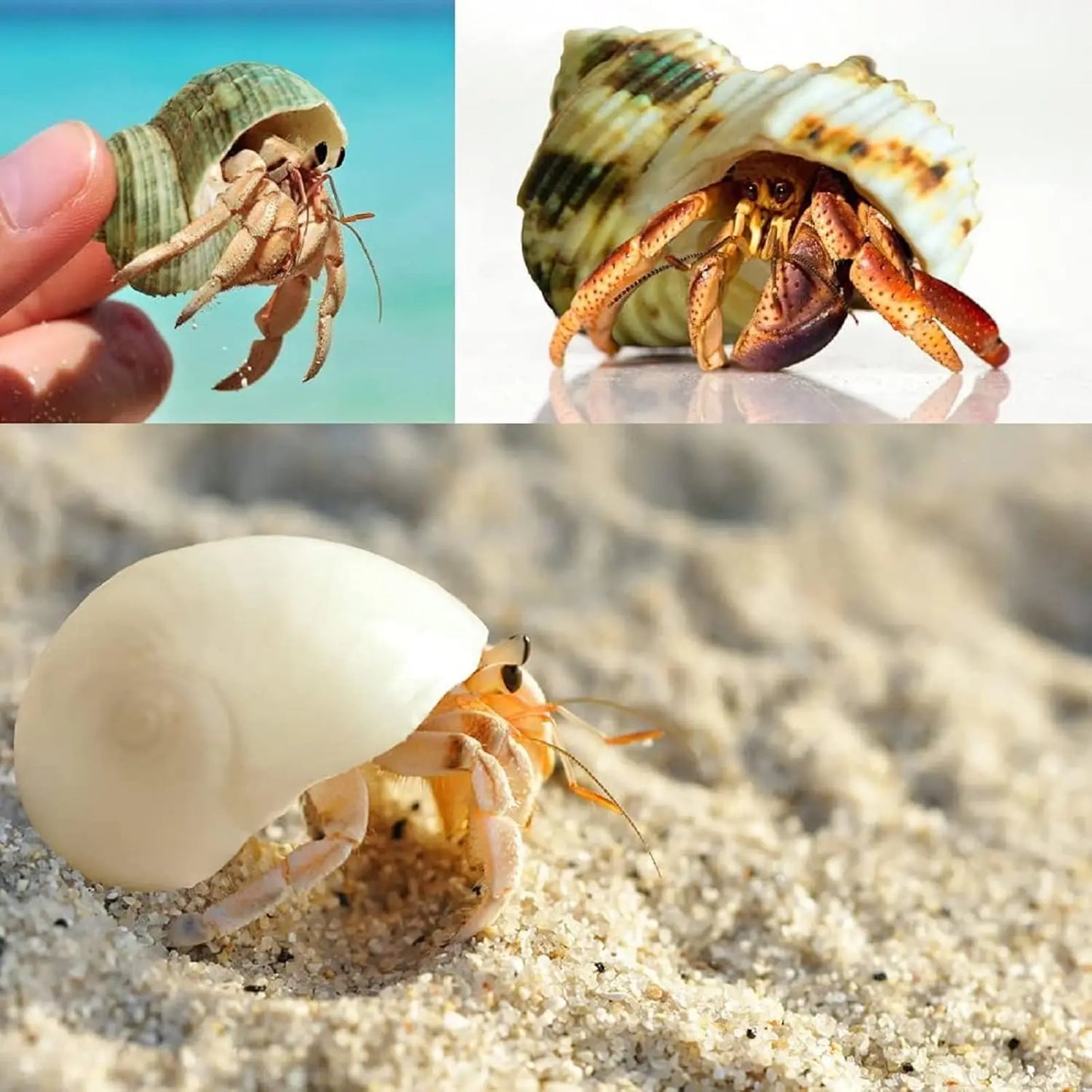 12PCS 1.4"-3.2" Natural Hermit Crab Shells Small Medium and Large Growth Turbo Seashells Decor
