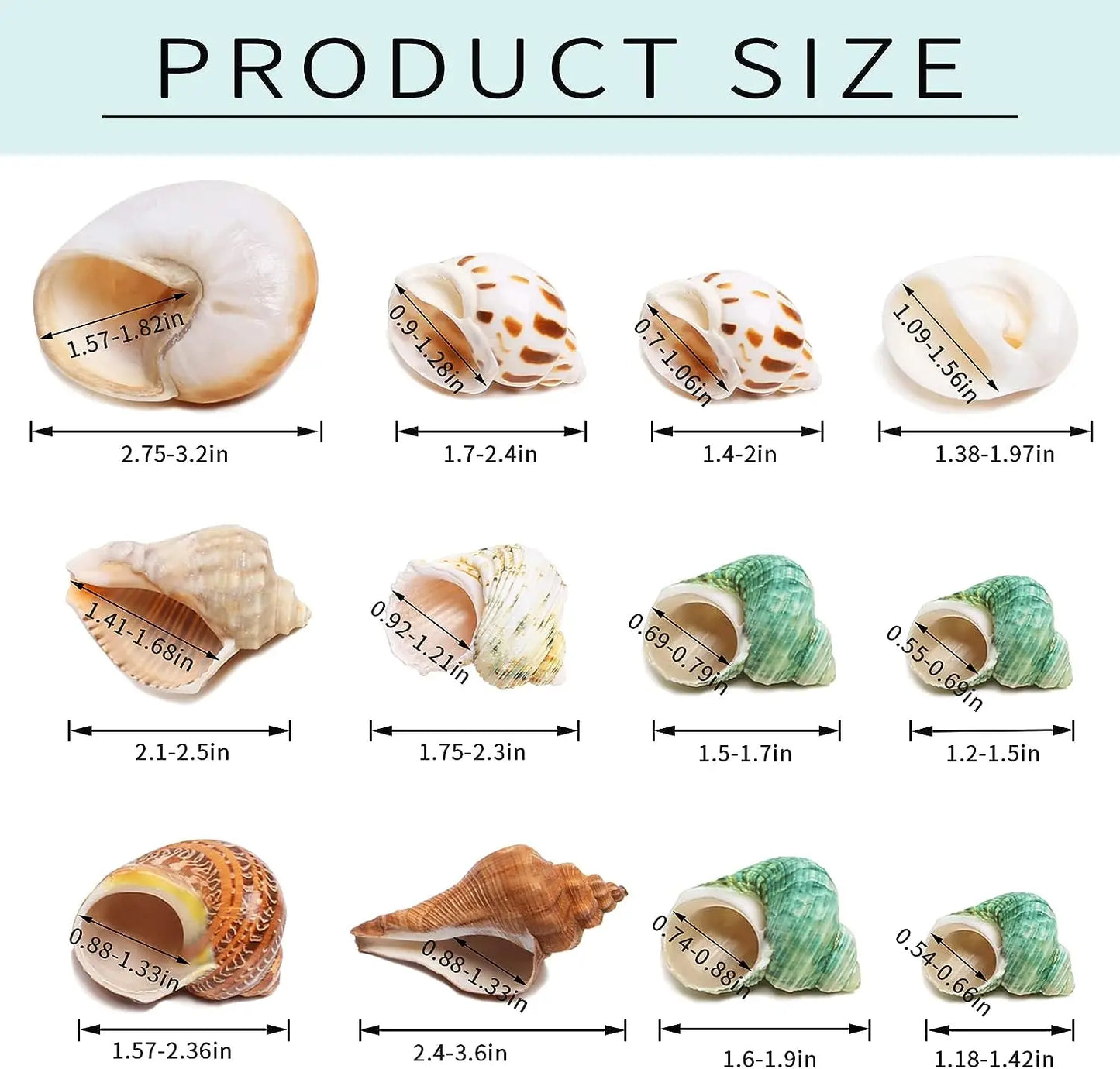 12PCS 1.4"-3.2" Natural Hermit Crab Shells Small Medium and Large Growth Turbo Seashells Decor