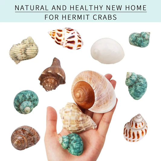 12PCS 1.4"-3.2" Natural Hermit Crab Shells Small Medium and Large Growth Turbo Seashells Decor
