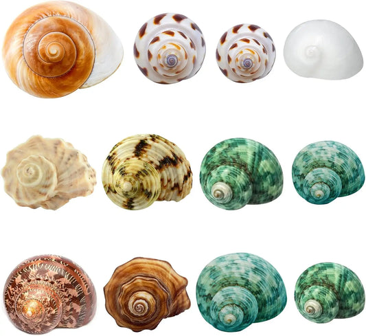 12PCS 1.4"-3.2" Natural Hermit Crab Shells Small Medium and Large Growth Turbo Seashells Decor